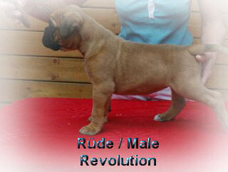 Revolution vom German Dream 5 weeks