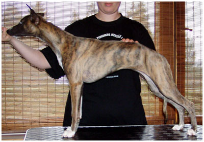 Tiger's Chaos Xtraordinary Gal at 5 months of age