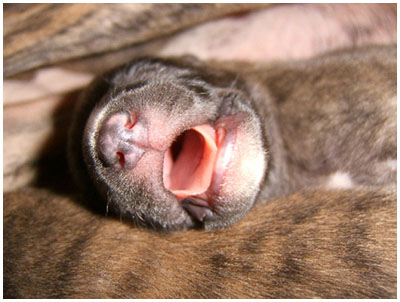 Supapuppy