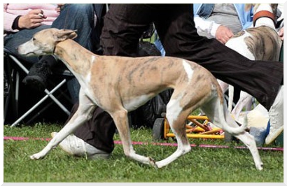 Mossbawnhill Dream On