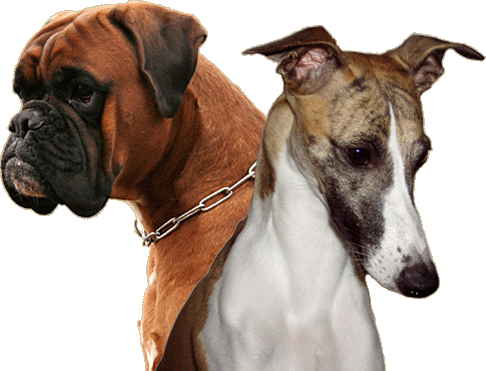 Our Boxer, Revolution vom German Dream & our Whippet, Boxing Helena's B Supa Chaos