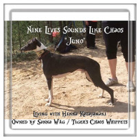 Nine Lives Sounds Like Chaos