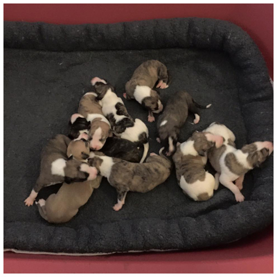 neverpuppies 1 w old