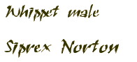 Whippet male - Siprex Norton