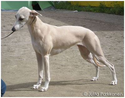 Jagodas Groseille