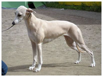 Jagodas Groseille