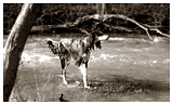Vapours Inca Moonlight - saluki