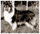 Rea - collie