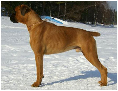 Revolution vom German Dream 11 months