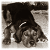 Rocky - a mix