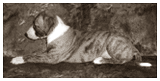 Tiger's Chaos Special Promise