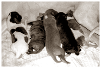Special-Puppies