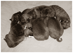 Tiger's Chaos Supa-litter