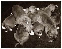 Tiger's Chaos Supa-litter