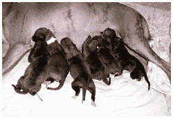 Tiger's Chaos Supa-litter