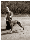 Taco with junior handler Hilla-Tuuli Ker&auml;nen in Joensuu dog show 26.5.