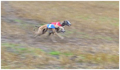 Plaudite at Osara (red)