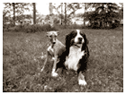 Tiger's Chaos Special Plaudite & her friend, Omppu the bernese