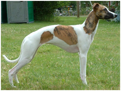 Tiger's Chaos Special Skyline at 7 months of age