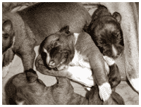 "Titus" & co.
