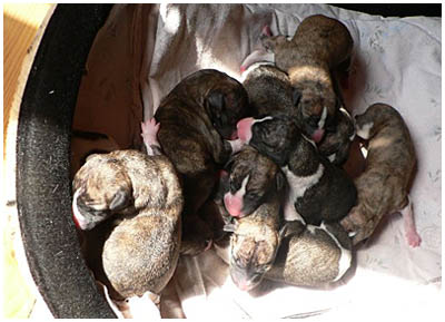 Nasu's & Upsi's puppies